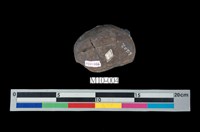 藏品(龜甲石)的圖片